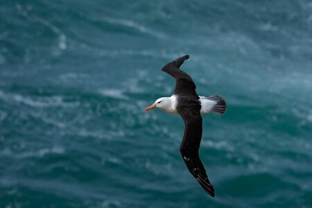 Black-browed Albatross, Thalassarche melanophris, bird flight, the wave of the Atlantic sea, on the Falkland Islandsの写真素材