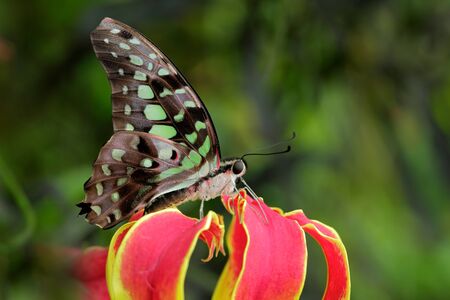 Beautiful butterfly Tailed jay, Graphium agamemnon, sitting on red and yellow flower