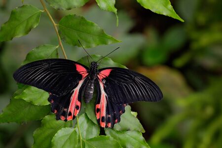 Beautiful black butterfly, Scarlet Mormon or Red Mormon, Papilio rumanzovia