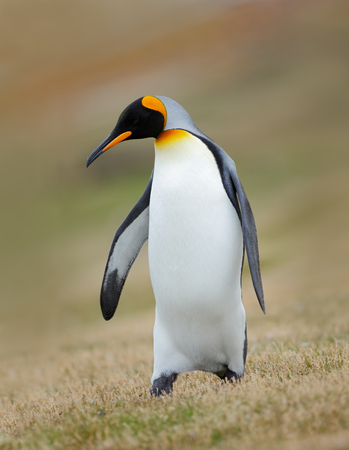 King penguin, Aptenodytes patagonicus, in the grass, Falkland Islandsの写真素材
