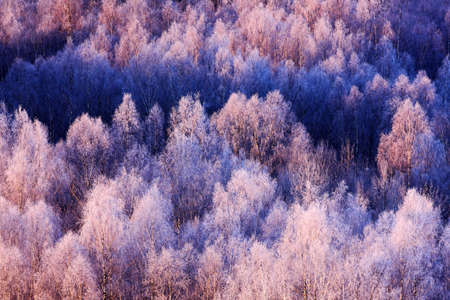Blue winter landscape, birch tree forest with snow, ice, rime