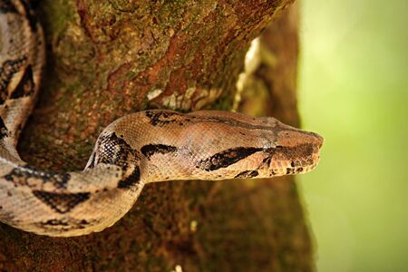 Portrait of Boa constrictor snake, Belize