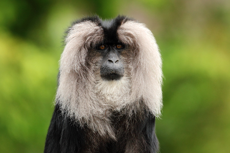 Portrait of Lion-tailed Macaque, Macaca silenus,の写真素材
