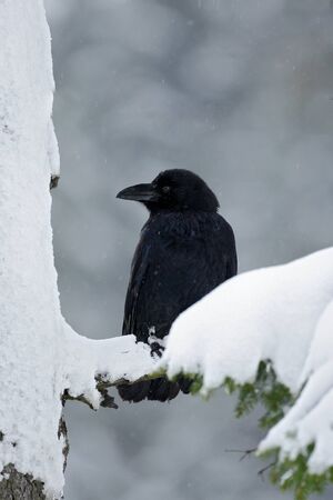 Black raven sitting on the snow tree during winterの写真素材
