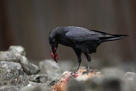 Black bird raven with dead red fox, bloody heart in beak, sitting on the stoneの写真素材