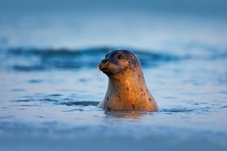 Atlantic Grey Seal, Halichoerus grypus, portrait in the dark blue water wit morning sun, animal swimming in the ocean waves, Helgoland island, Germanyの写真素材