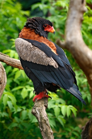 Bateleur Eagle, Terathopius ecaudatus, brown and black bird of prey in the nature habitat, sitting on the branch, Kenya, Africaの写真素材