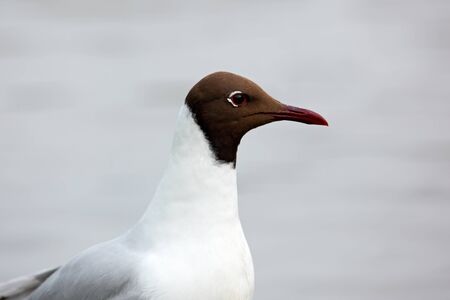Black-headed Gull, Chroicocephalus ridibundus, detail portrait of white bird with black head, Finlandの写真素材