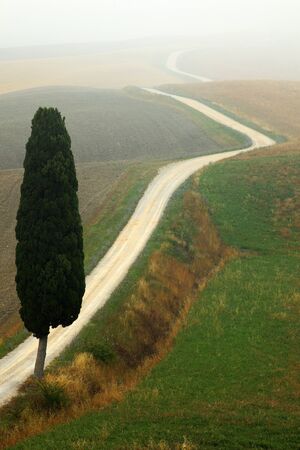Solitary cypress tree with gravel rad in morning fog, Tuscany, Italyの写真素材