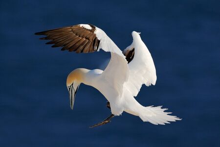 Northern gannet, flying black and white sea bird with dark blue sea water in the background, Helgoland island, Germanyの写真素材