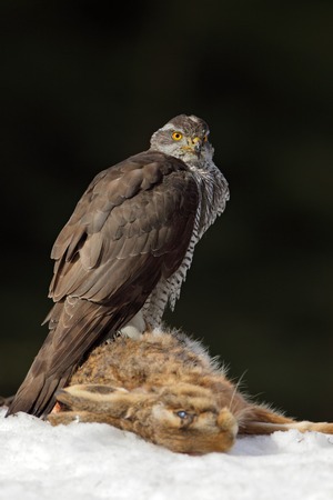 Bird of prey Goshawk kill hare and sitting on the snow meadow with open wings, blurred dark forest in backgroundの写真素材