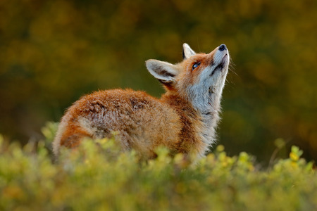 Cute Red Fox, Vulpes vulpes, at green forest with flowers