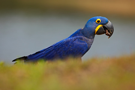 Portrait of big blue parrot Hyacinth Macaw, Anodorhynchus hyacinthinus, Pantanal, Brazil, South Americaの写真素材
