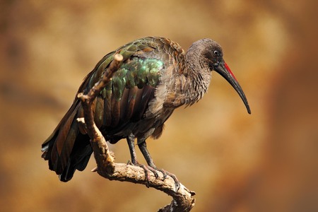 Hadada Ibis, Bostrychia hagedash, bird with long bill sitting on the branch, in the nature habitat, Tanzaniaの写真素材