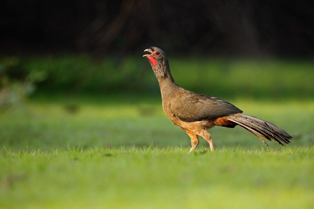 Chaco Chachalaca, Ortalis canicollis, bird with open bill, walking in the green grass, Pantanal, Brazilの写真素材
