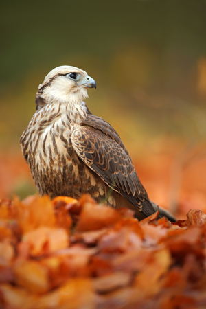 Bird of prey Lanner Falcon with with orange leaves branch in autumn forestの写真素材