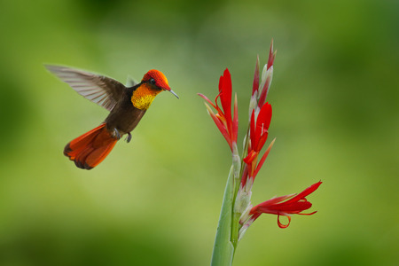 Red and yellow Ruby-Topaz Hummingbird, Chrysolampis mosquitus, flying next to beautiful red flower in Tobago Islandの写真素材