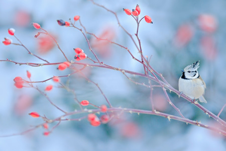 Cute songbird Crested Tit sitting on brier branch at winter scene - photo with nice blurred red brier and snow forest in the backgroundの写真素材