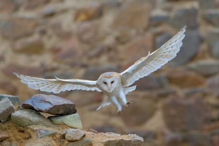 Barn owl, Tyto alba, with nice wings flying on stone wall, light bird landing in the old castle, animal in the urban habitatの写真素材