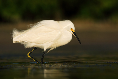 White heron Snowy Egret, Egretta thula, standing on pebble beach in Florida, USAの写真素材