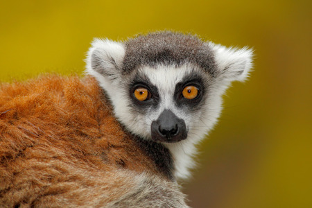 Portrait of Ring-tailed Lemur, Lemur catta, with yellow clear background