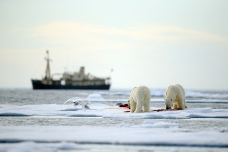Pair of polar bears with bloody kill seal in water between drift ice with snow, blurred cruise chip in background, Svalbard, Norwayの写真素材