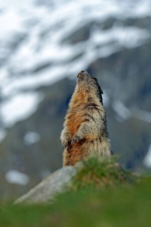 Marmot in the mountains. Cute sit on her hind legs animal Marmot, Marmota marmota, sitting in the grass. Marmot in the nature habitat, Alp, Italy. Wildlife scene from nature. Beautiful animal.の写真素材