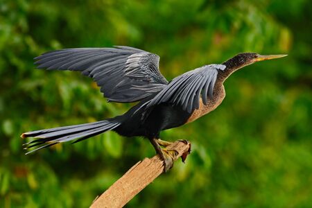 Anhinga, water bird in the river nature habitat. Water bird from Costa Rica.の写真素材