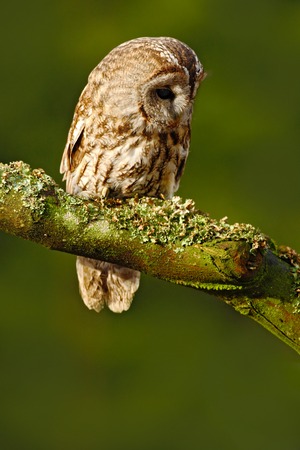 Tawny owl in the forest. Brown bird Tawny owl sitting on a tree stump in the dark forest habitat.の写真素材