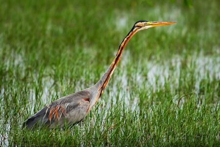 Purple Heron, Ardea purpurea manilensis, beautiful heron in the nature habitat. Heron in the green...