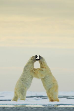 Polar dancing on the ice. Two polar bear fighting on drift ice in Arctic Svalbard. Wildlife winter scene with two polar bear. Action view of wild nature. Pair of polar bird in love with open muzzle.の写真素材