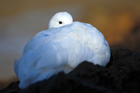 Hidden portrait. White bird in the green grass. Goose in the grass. Wild white Upland goose,...
