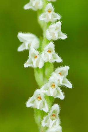 White wild orchid Creeping Lady's-Tresses, Goodyera repens, flowering European terrestrial wild orchid in nature habitat. Beautiful detail of bloom, Poland. Nature summer scene with wild orchid.の写真素材
