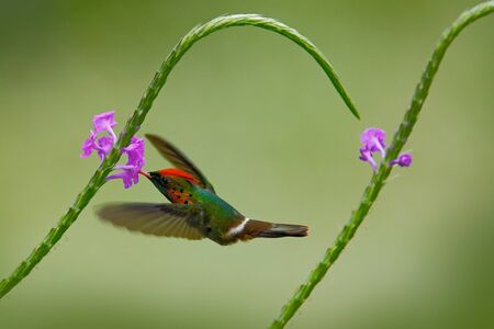 Hummingbird Tufted Coquette, colorful bird with orange and crest in green and violet flower habitat, flying next to beautiful pink flower, action scene, Trinidad. Beautiful hummingbird in fly.の写真素材
