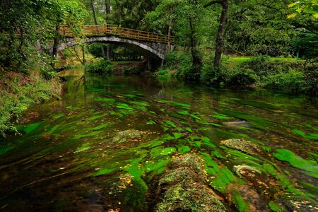Stone bridge in green landscape with river and trees, forest in the background, Kamenice river, in...
