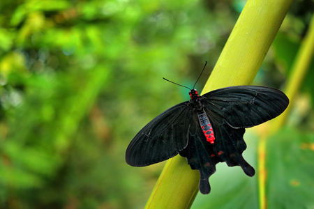 Mystic butterfly. Beautiful black and red poison butterfly, Antrophaneura semperi, in nature, green forest habitat, wildlife, Indonesia. Insect in tropical jungle. Butterfly sitting on the green leave.の写真素材