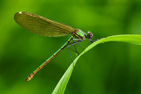 Summer dragonfly Banded Demoiselle, Calopteryx splendens. Macro picture of dragonfly on the leave. Dragonfly in the nature. Dragonfly in the nature habitat. Dragonfly sitting on the green leave.の写真素材
