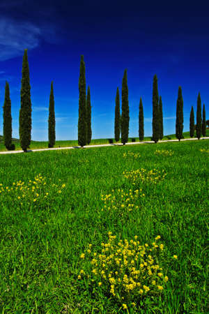 Yellow and green flower field with clear blue sky, Tuscany, Italy. Yellow meadow with flower. Yellow bloom with cypress tree and blue sky. Field in the summer. Rape flower on the field.の写真素材