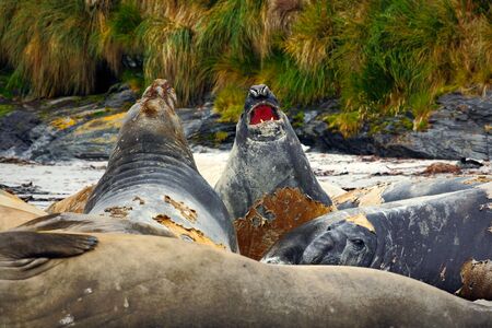 Elephant seal, Mirounga leonina, fight on the sand beach. Elephant seal with rock in the background. Ttwo big sea animal in the nature habitat of the Falkland Islands. Elephant seal in the nature.の写真素材