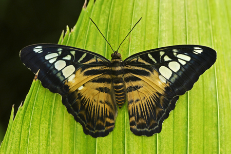 Clipper butterfly, Parthenos sylvia, sitting on the green leaves. Insect in the dark tropic forest, nature habitat. Wildlife scene from nature. Butterfly from Thailand, Malaysia and Borneo.の写真素材
