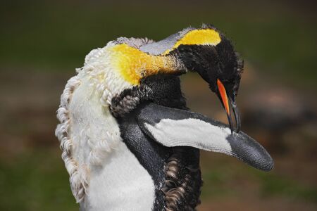 Portrait of King Penguin, Aptenodytes patagonicus. Penguin with Penguin with black and yellow head,...