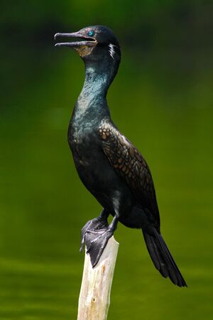 Shag from India. Black bird. Indian Cormorant, Bundala National Park, Sri Lanka. Stock photography...
