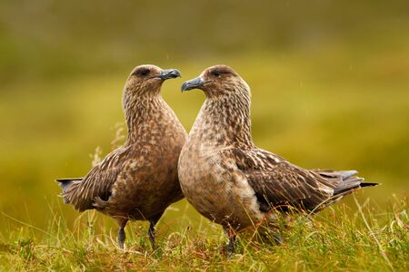 Two birds in the grass habitat with evening light. Brown skua, Catharacta antarctica, water bird sitting in autumn grass, Norway. Pair of Skua in the nature habitat. Wildlife scene with two birds.の写真素材