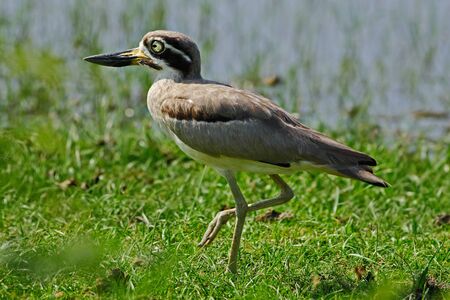 Bird from Sri Lanka. Water bird from Asia. Bird in the water. Great Thick-knee, Esacus...