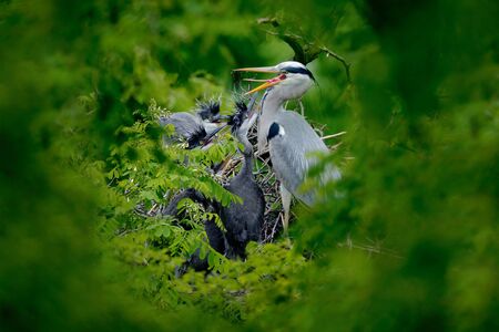 Heron family in the nest. Feeding scene during nesting time. Gray heron with young in the nest. Food...