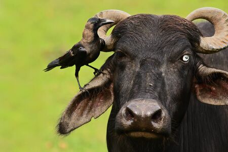 House Crow, Corvus splendens, black and gray bird sitting on furry head of cow, clear green background, Yala National Park, Sri Lanka. Cow with a bad eye. Funny wildlife scene from nature.の写真素材
