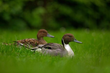 Northern Pintail, Anas Acuta, couple sitting in the green grass. Water bird in the meadow. Pait of a beautiful animal in the nature habitat. Brown bird from Russia.の写真素材