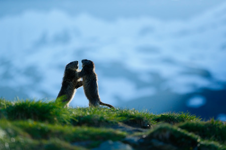 Two marmots in mountain landscape with beautiful back light. Fighting animals Marmot, Marmota marmota, in the grass with nature rock mountain habitats, Alp, France. Action wildlife scene from snow hill.の写真素材