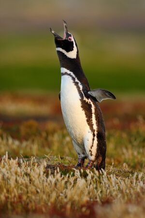 Bird in the grass. Penguin in the red evening grass, Magellanic Penguin, Spheniscus magellanicus. Black and white penguin habitat in the nature, Falkland Islands. Beautiful penguin with open bill.の写真素材
