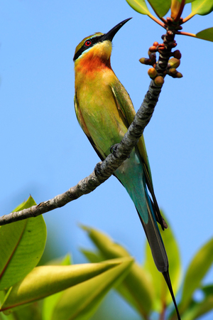 Blue-tailed Bee-eater Merops philippinus perching on twigs, green and blue background, near Yala...